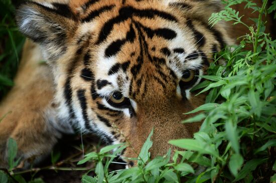 Young tiger Sherkhan and Tabaki dog in Primorye Safari Park