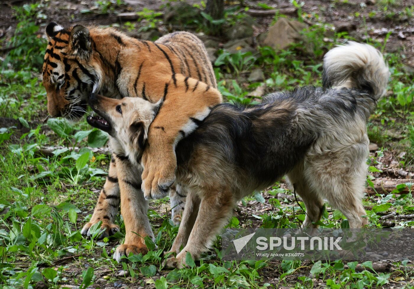 Young tiger Sherkhan and Tabaki dog in Primorye Safari Park