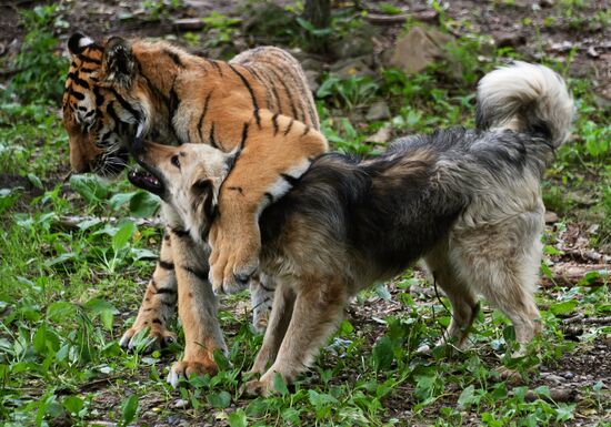 Young tiger Sherkhan and Tabaki dog in Primorye Safari Park