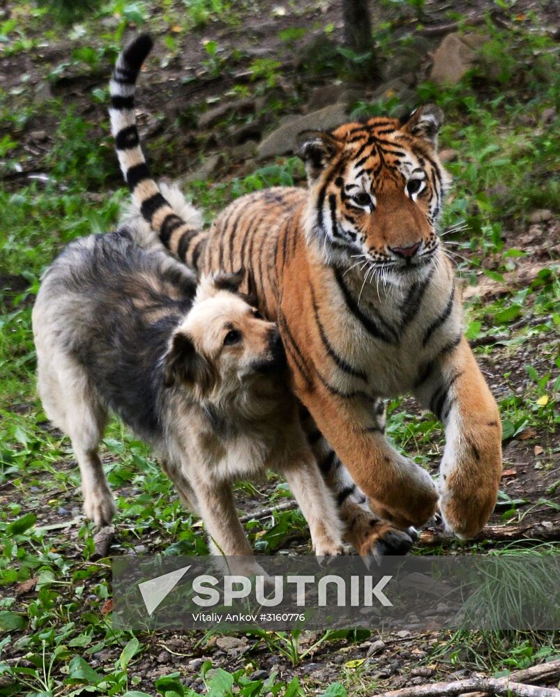 Young tiger Sherkhan and Tabaki dog in Primorye Safari Park