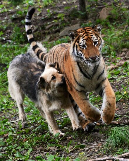 Young tiger Sherkhan and Tabaki dog in Primorye Safari Park