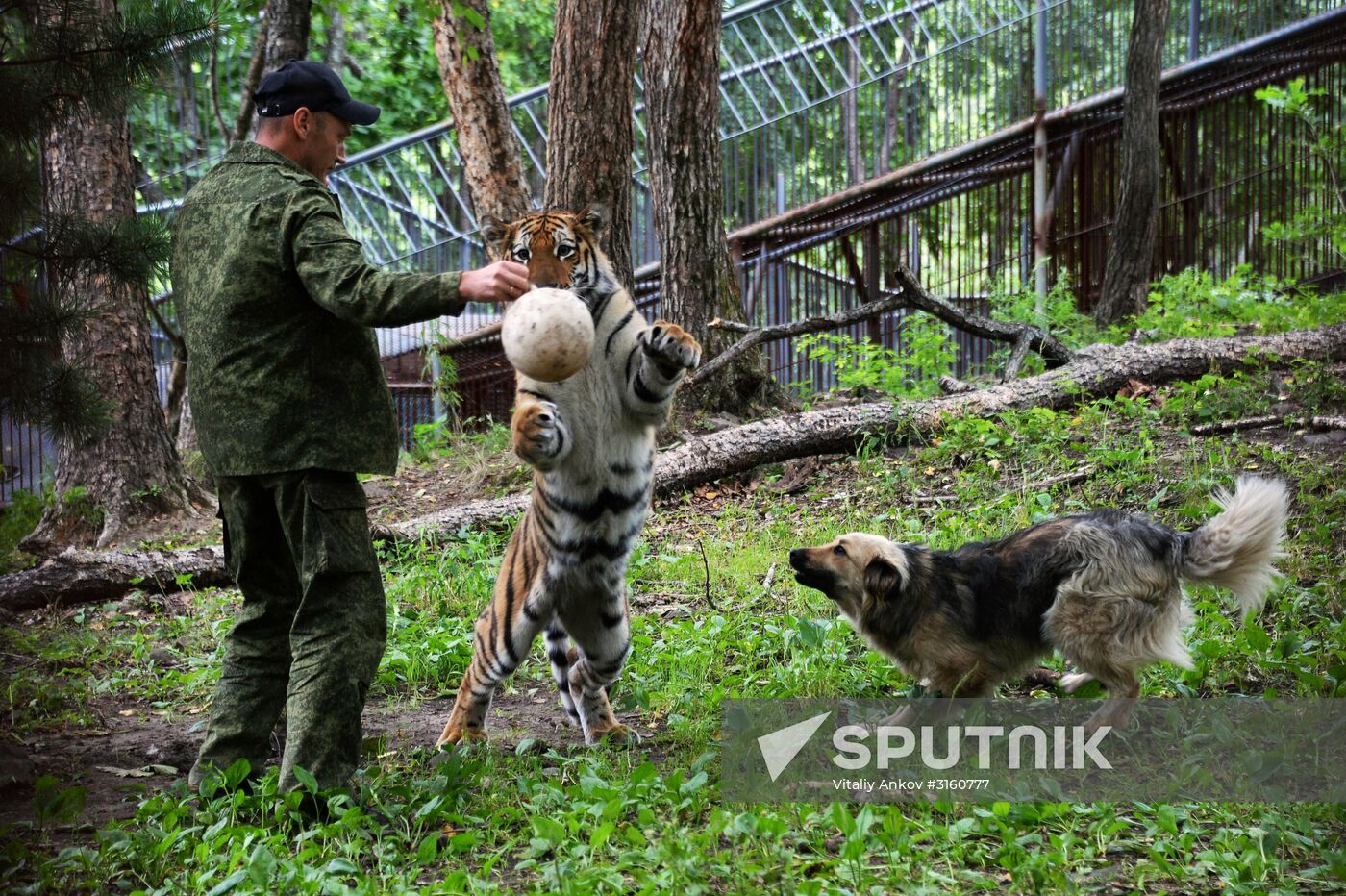 Young tiger Sherkhan and Tabaki dog in Primorye Safari Park