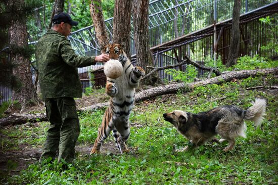 Young tiger Sherkhan and Tabaki dog in Primorye Safari Park