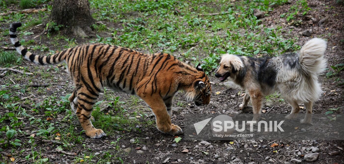 Young tiger Sherkhan and Tabaki dog in Primorye Safari Park