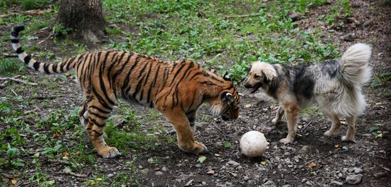 Young tiger Sherkhan and Tabaki dog in Primorye Safari Park