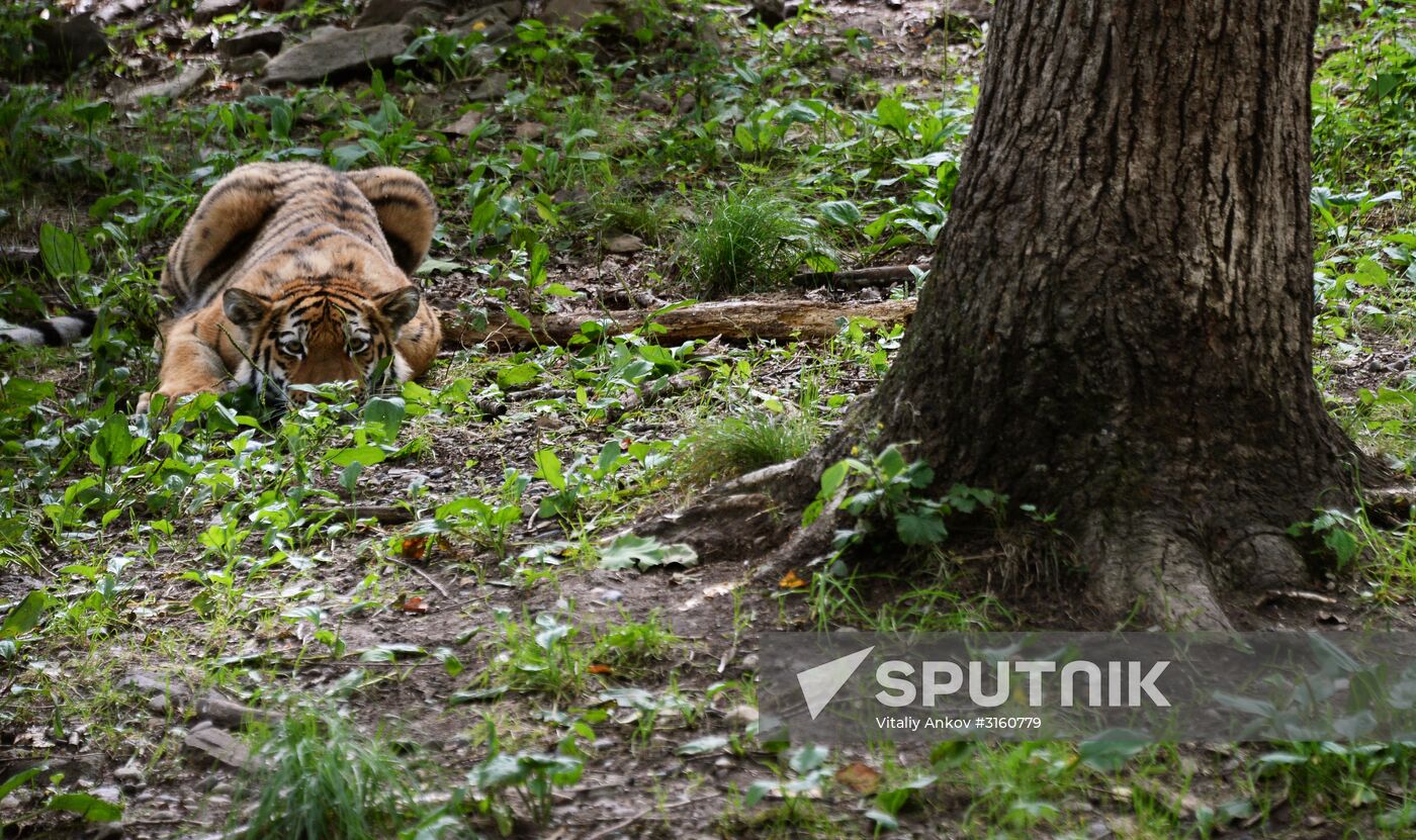 Young tiger Sherkhan and Tabaki dog in Primorye Safari Park