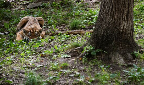 Young tiger Sherkhan and Tabaki dog in Primorye Safari Park