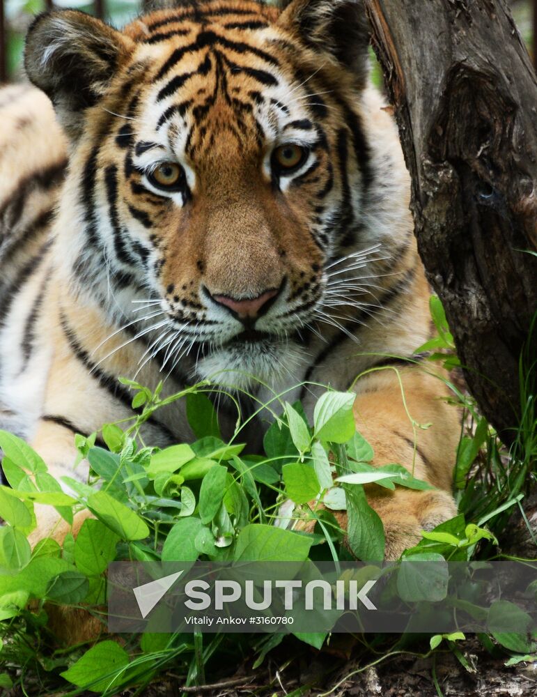Young tiger Sherkhan and Tabaki dog in Primorye Safari Park