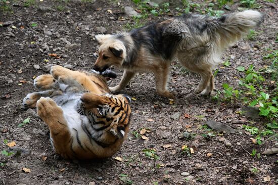 Young tiger Sherkhan and Tabaki dog in Primorye Safari Park