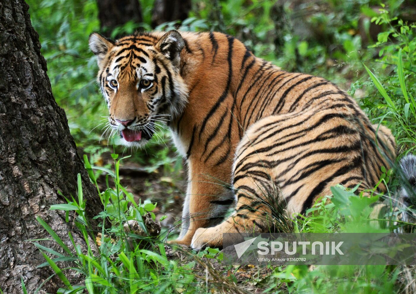 Young tiger Sherkhan and Tabaki dog in Primorye Safari Park