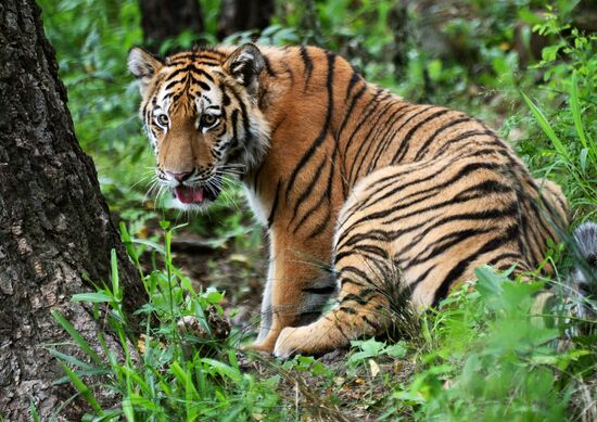 Young tiger Sherkhan and Tabaki dog in Primorye Safari Park