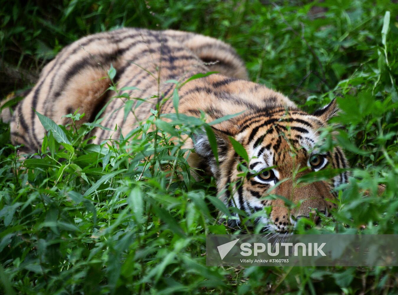 Young tiger Sherkhan and Tabaki dog in Primorye Safari Park