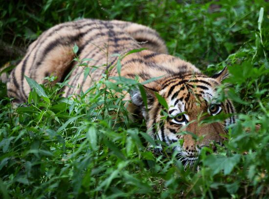 Young tiger Sherkhan and Tabaki dog in Primorye Safari Park