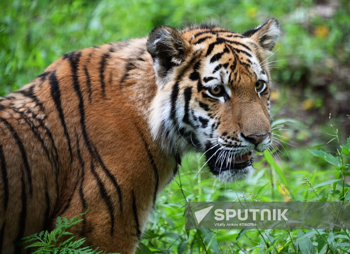 Young tiger Sherkhan and Tabaki dog in Primorye Safari Park
