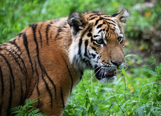 Young tiger Sherkhan and Tabaki dog in Primorye Safari Park