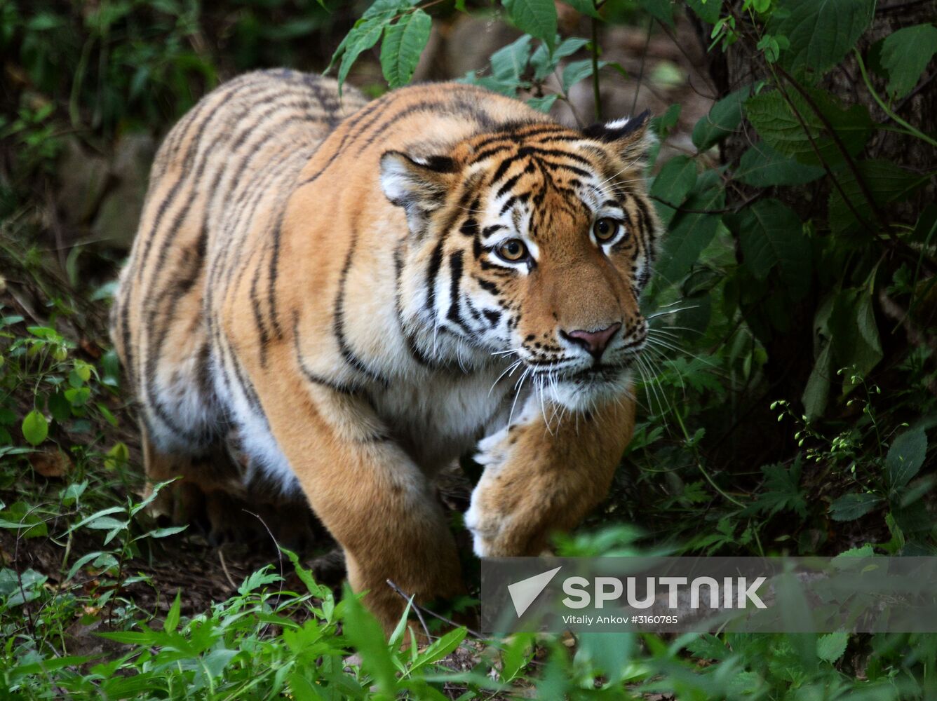 Young tiger Sherkhan and Tabaki dog in Primorye Safari Park
