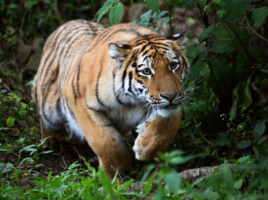 Young tiger Sherkhan and Tabaki dog in Primorye Safari Park