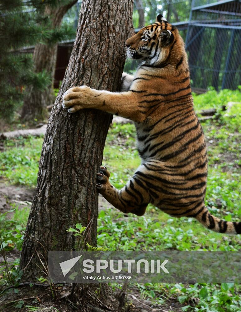 Young tiger Sherkhan and Tabaki dog in Primorye Safari Park