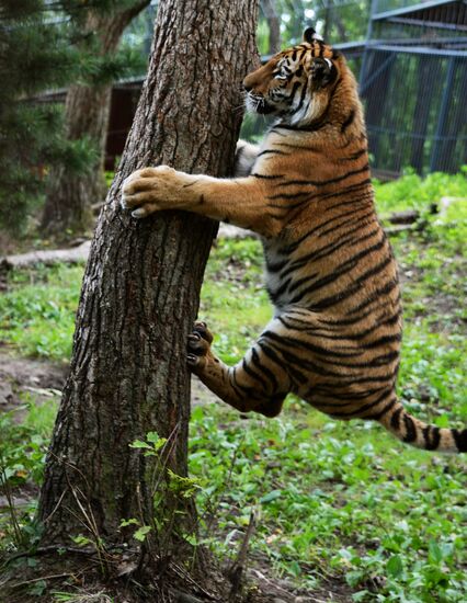 Young tiger Sherkhan and Tabaki dog in Primorye Safari Park