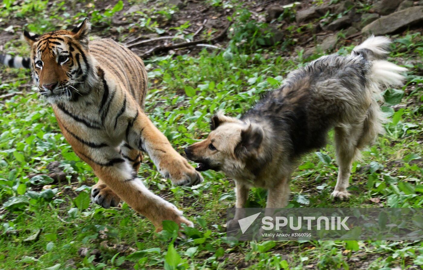 Young tiger Sherkhan and Tabaki dog in Primorye Safari Park