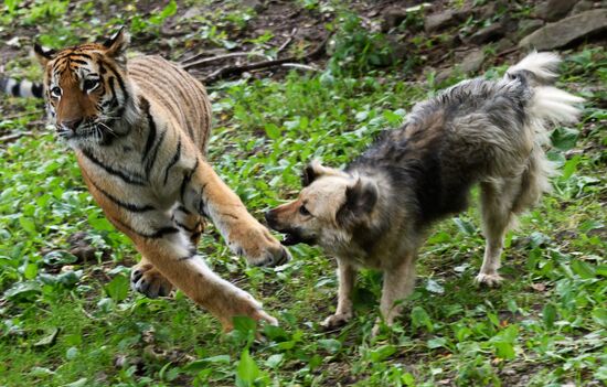 Young tiger Sherkhan and Tabaki dog in Primorye Safari Park