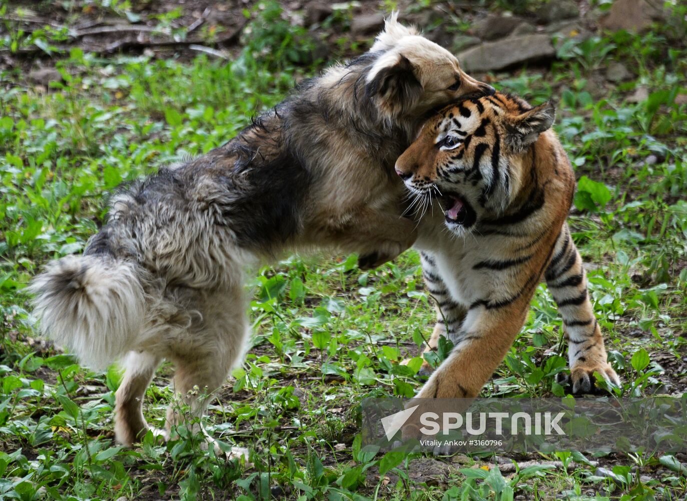 Young tiger Sherkhan and Tabaki dog in Primorye Safari Park