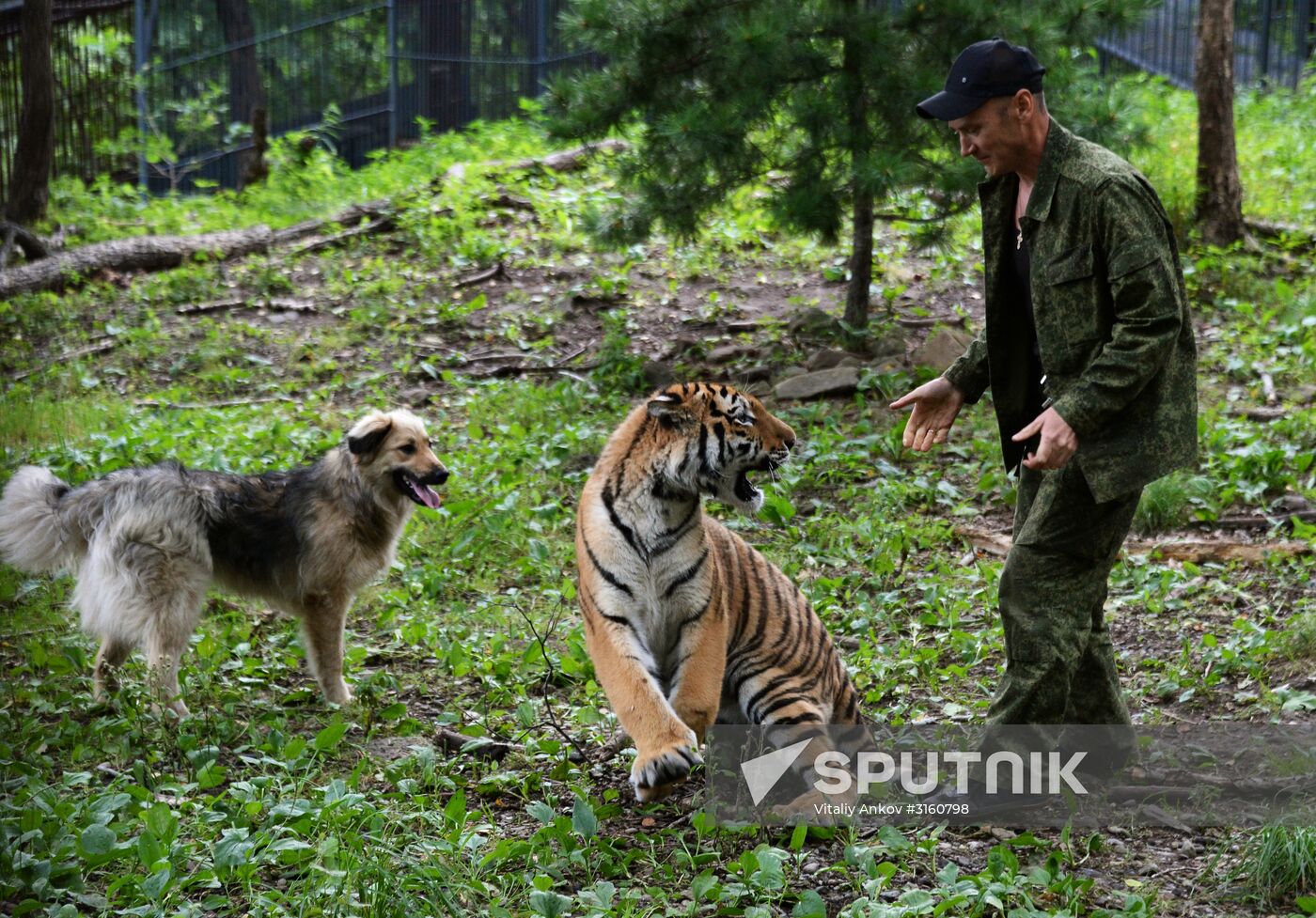 Young tiger Sherkhan and Tabaki dog in Primorye Safari Park