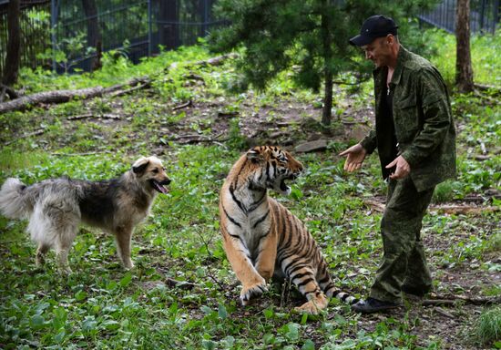 Young tiger Sherkhan and Tabaki dog in Primorye Safari Park