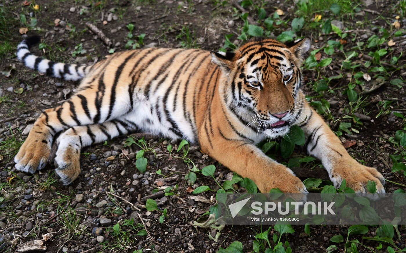 Young tiger Sherkhan and Tabaki dog in Primorye Safari Park