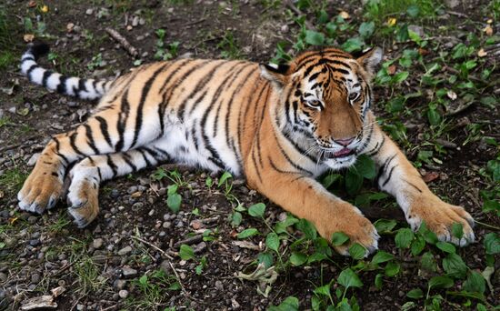 Young tiger Sherkhan and Tabaki dog in Primorye Safari Park