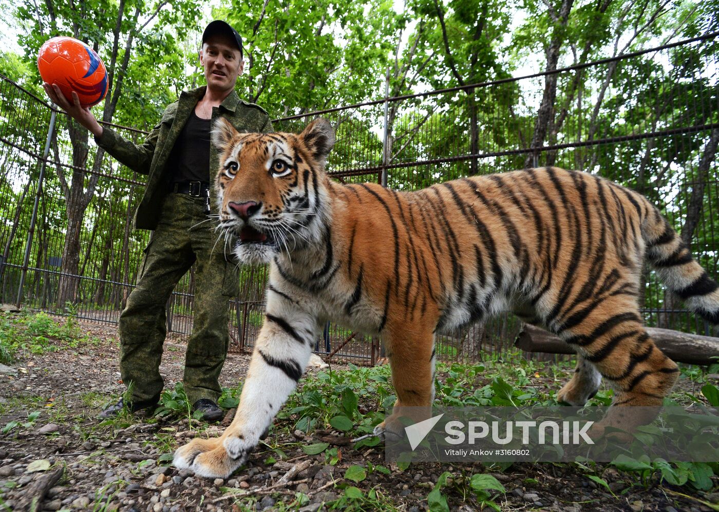 Young tiger Sherkhan and Tabaki dog in Primorye Safari Park
