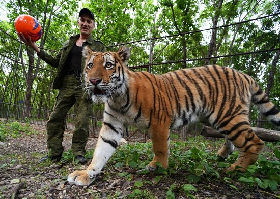 Young tiger Sherkhan and Tabaki dog in Primorye Safari Park
