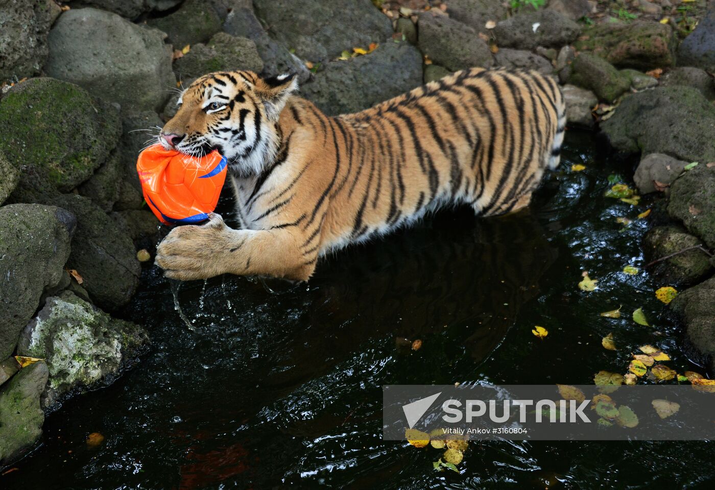 Young tiger Sherkhan and Tabaki dog in Primorye Safari Park