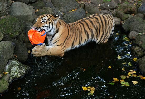 Young tiger Sherkhan and Tabaki dog in Primorye Safari Park