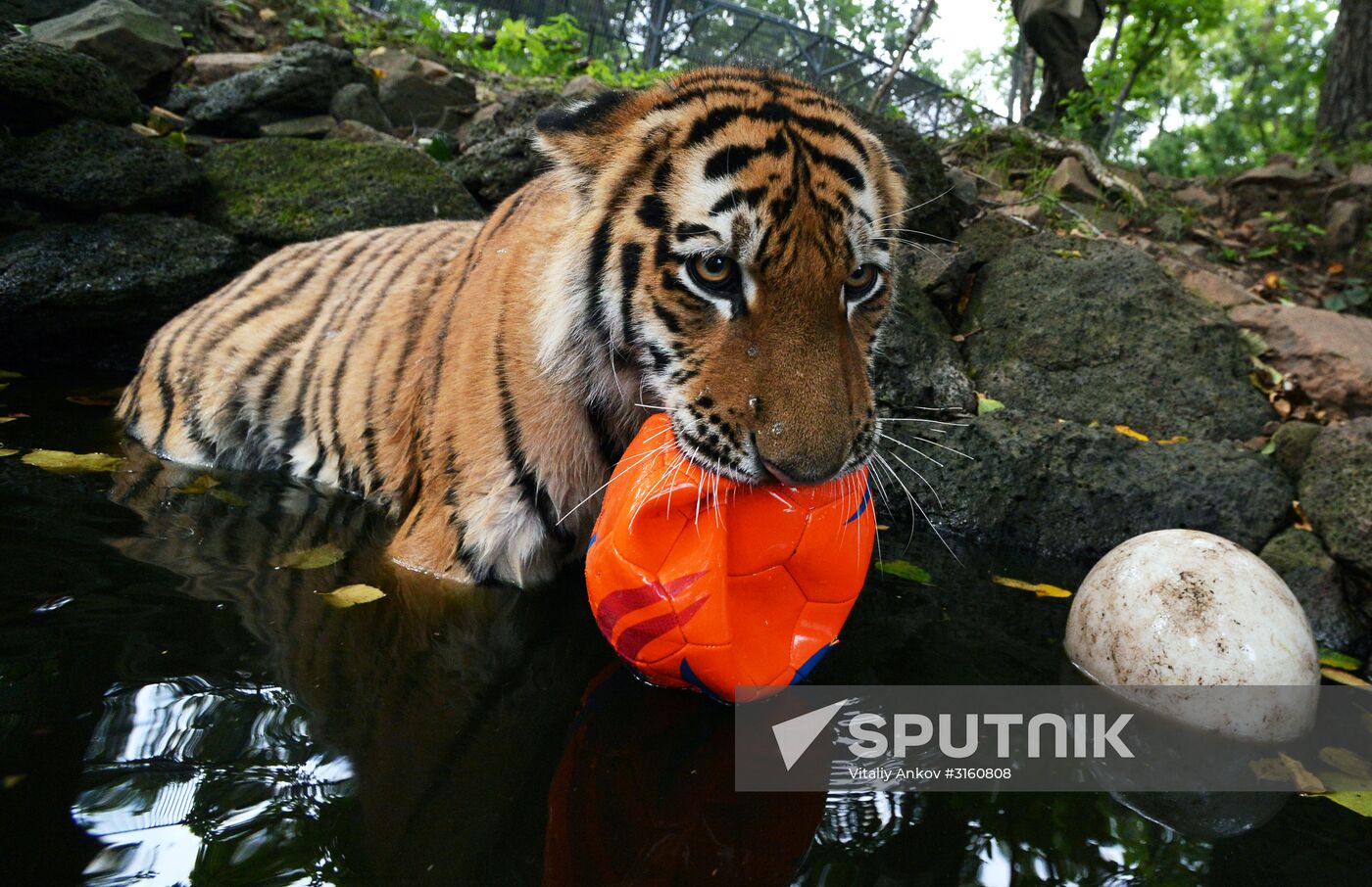 Young tiger Sherkhan and Tabaki dog in Primorye Safari Park