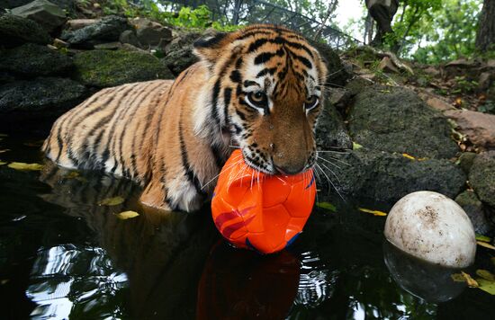 Young tiger Sherkhan and Tabaki dog in Primorye Safari Park