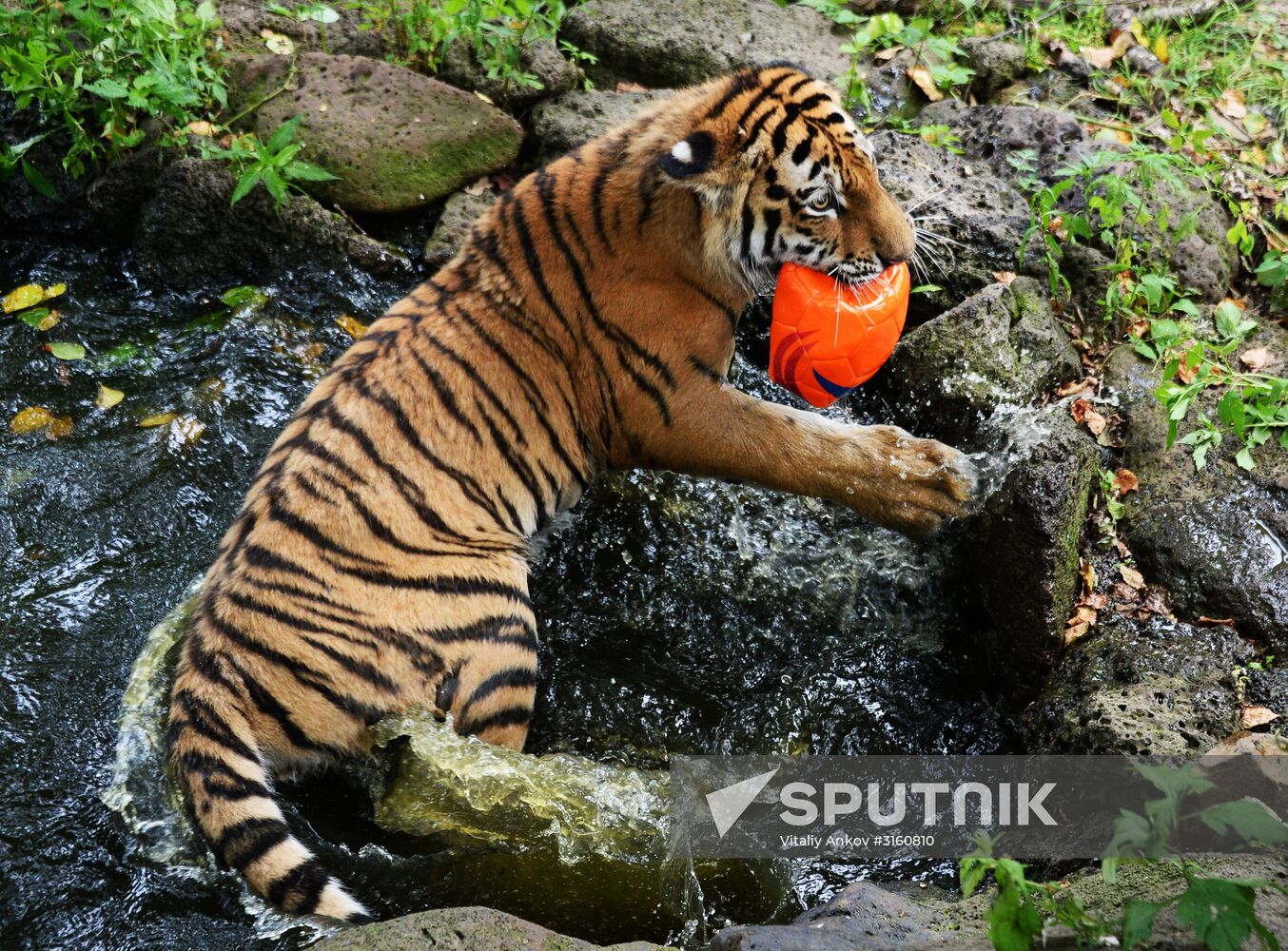 Young tiger Sherkhan and Tabaki dog in Primorye Safari Park