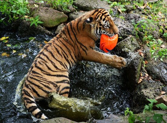 Young tiger Sherkhan and Tabaki dog in Primorye Safari Park