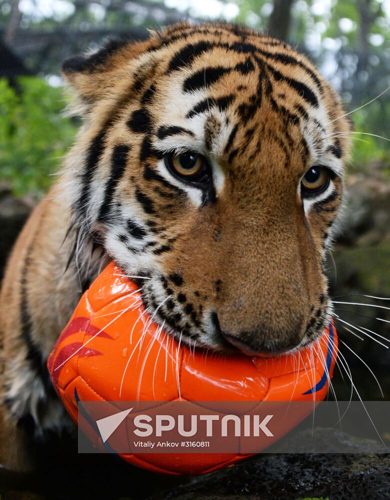 Young tiger Sherkhan and Tabaki dog in Primorye Safari Park