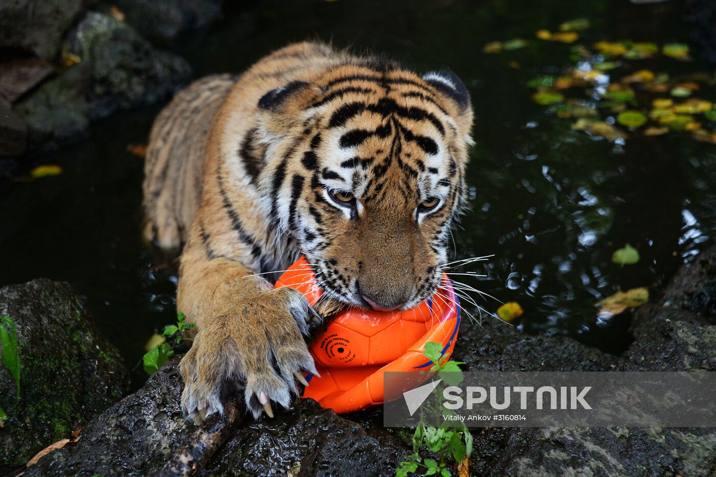 Young tiger Sherkhan and Tabaki dog in Primorye Safari Park