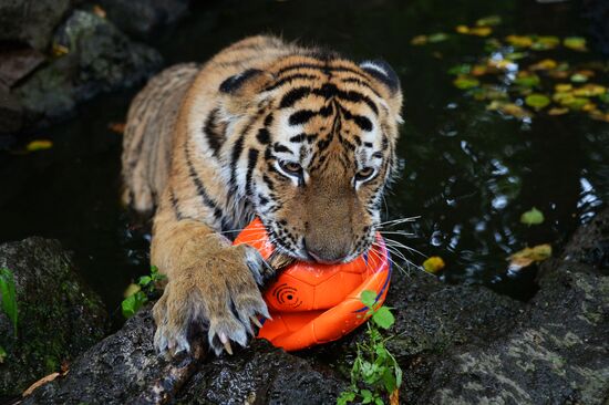 Young tiger Sherkhan and Tabaki dog in Primorye Safari Park