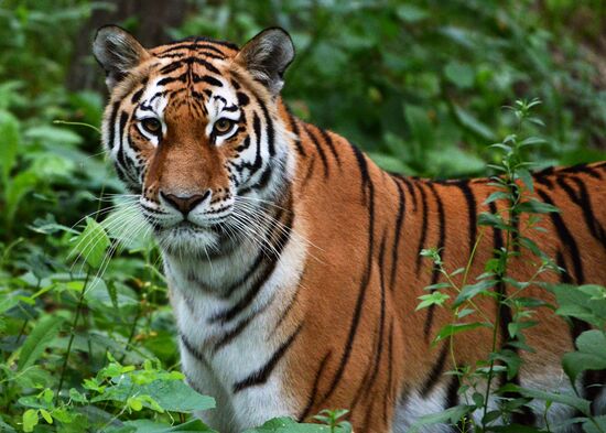 Young tiger Sherkhan and Tabaki dog in Primorye Safari Park