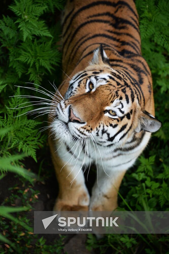 Young tiger Sherkhan and Tabaki dog in Primorye Safari Park