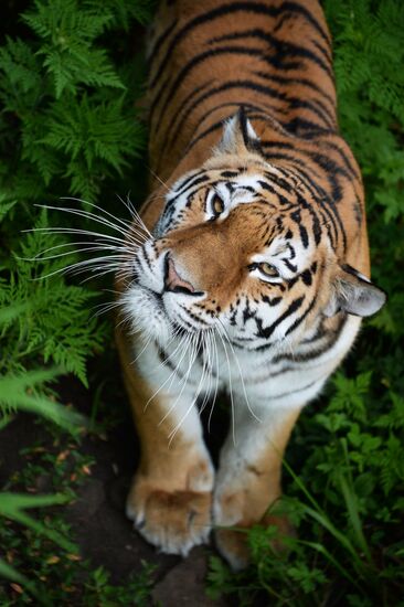 Young tiger Sherkhan and Tabaki dog in Primorye Safari Park