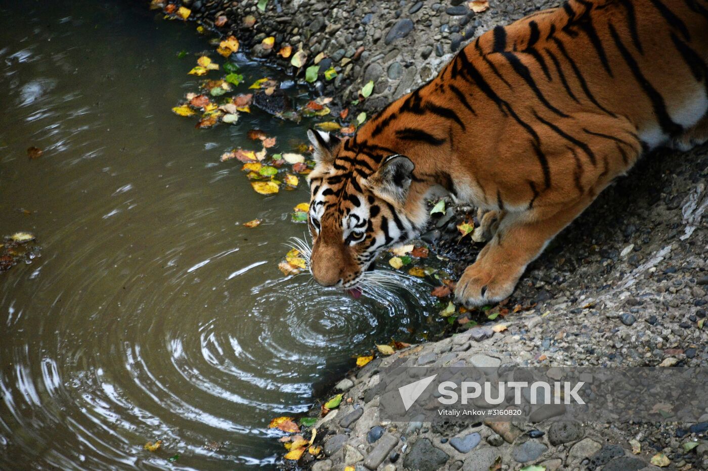 Young tiger Sherkhan and Tabaki dog in Primorye Safari Park