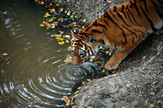 Young tiger Sherkhan and Tabaki dog in Primorye Safari Park