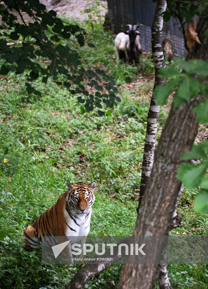 Young tiger Sherkhan and Tabaki dog in Primorye Safari Park