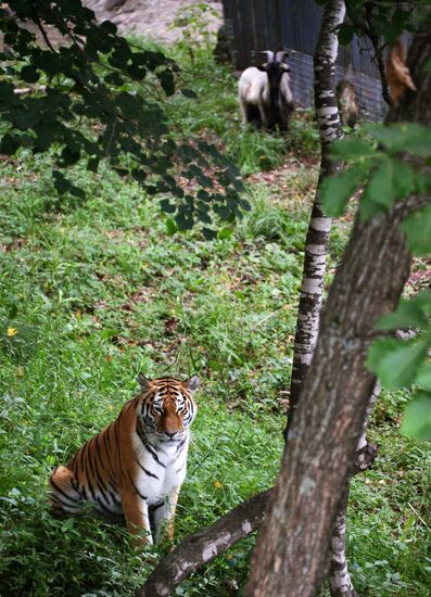 Young tiger Sherkhan and Tabaki dog in Primorye Safari Park