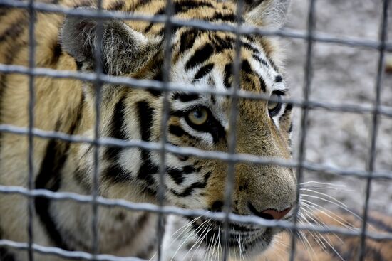 Amur tiger cubs at Taigan safari park in Crimea