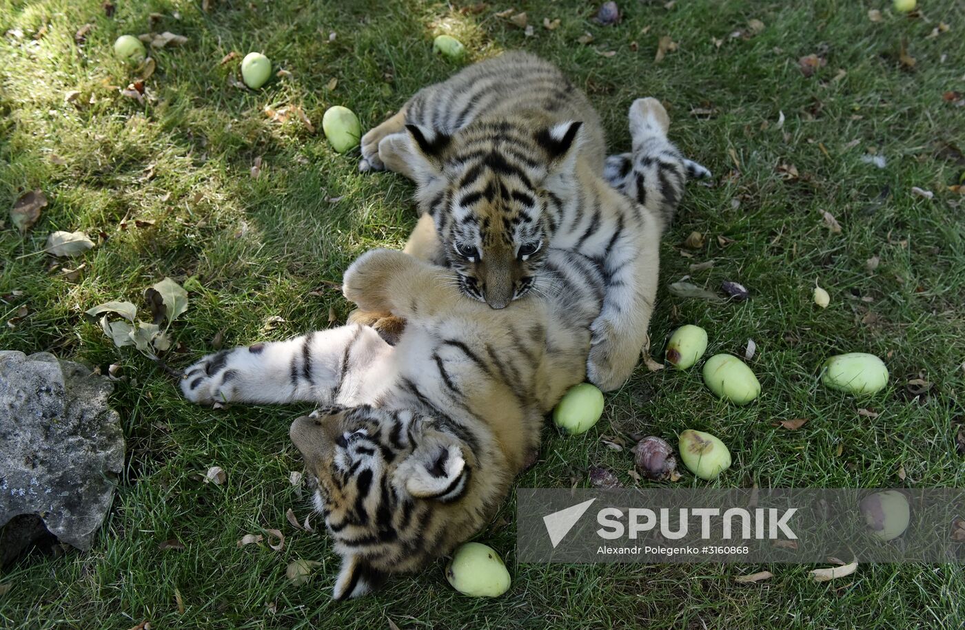 Amur tiger cubs at Taigan safari park in Crimea